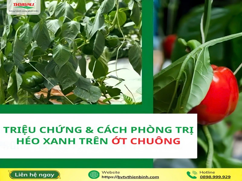Triệu chứng lở cổ rễ ớt chuông