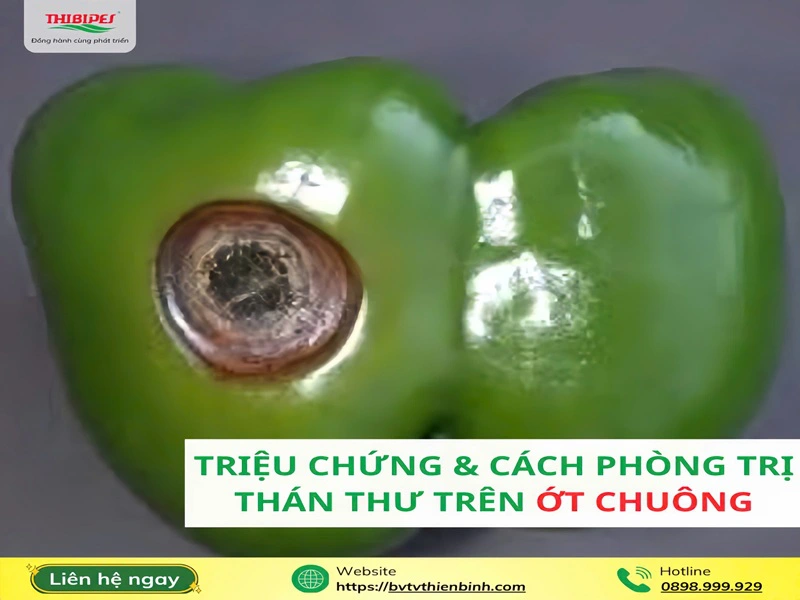 Triệu chứng thán thư trên ớt chuông