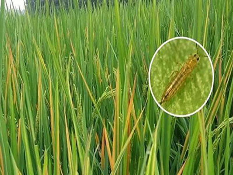 bọ trĩ hại lúa