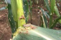 CHIA SẺ BIỆN PHÁP PHÒNG TRỪ SÂU KEO MÙA THU TRÊN CÂY NGÔ