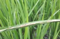 SÂU CUỐN LÁ LỚN HẠI LÚA VÀ CÁCH PHÒNG TRỪ HIỆU QUẢ