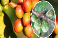 KINH NGHIỆM PHÒNG TRỪ TUYẾN TRÙNG, RỆP SÁP HẠI CÀ PHÊ