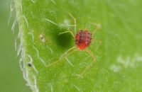 NHỆN ĐỎ LÀ GÌ? TOP SẢN PHẨM THUỐC TRỊ NHỆN ĐỎ HIỆU QUẢ NHẤT HIỆN NAY