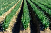 BỘ 3 KUNGFU: BÍ QUYẾT TRỊ SÂU HÀNH, SÂU ỐNG HÀNH TRIỆT ĐỂ CHO NÔNG DÂN