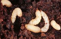 BỌ HÀ HẠI KHOAI LANG VÀ THUỐC TRỊ BỌ HÀ HẠI KHOAI LANG HIỆU QUẢ HIỆN NAY