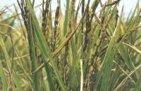 BỆNH LEM LÉP HẠT TRÊN LÚA VÀ THUỐC TRỊ BỆNH LEM LÉP HẠT TRÊN LÚA HIỆU QUẢ HIỆN NAY