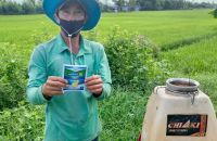 Giải pháp phòng trừ hiệu quả bệnh đạo ôn, lem lép hạt lúa