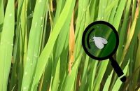 BÍ QUYẾT GIÚP NÔNG DÂN PHÒNG TRỪ CÁC LOẠI SÂU HẠI LÚA