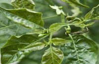 BỌ TRĨ HẠI ỚT VÀ THUỐC TRỊ BỌ TRĨ HẠI ỚT