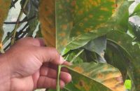 BỆNH RỈ SẮT TRÊN MÍT VÀ THUỐC TRỊ BỆNH RỈ SẮT TRÊN MÍT HIỆU QUẢ HIỆN NAY