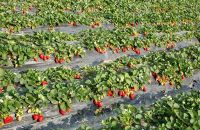 SÂU CUỐN LÁ HẠI DÂU TÂY VÀ THUỐC TRỊ SÂU CUỐN LÁ HẠI DÂU TÂY HIỆU QUẢ HIỆN NAY