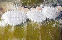 Rệp sáp hại lan, cây cảnh và cách phòng trị hiệu quả nhất