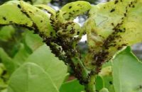 TÁC HẠI CỦA RẦY MỀM, RẦY NHỚT TRÊN CÂY CÓ MÚI VÀ CÁCH PHÒNG TRỪ HIỆU QUẢ