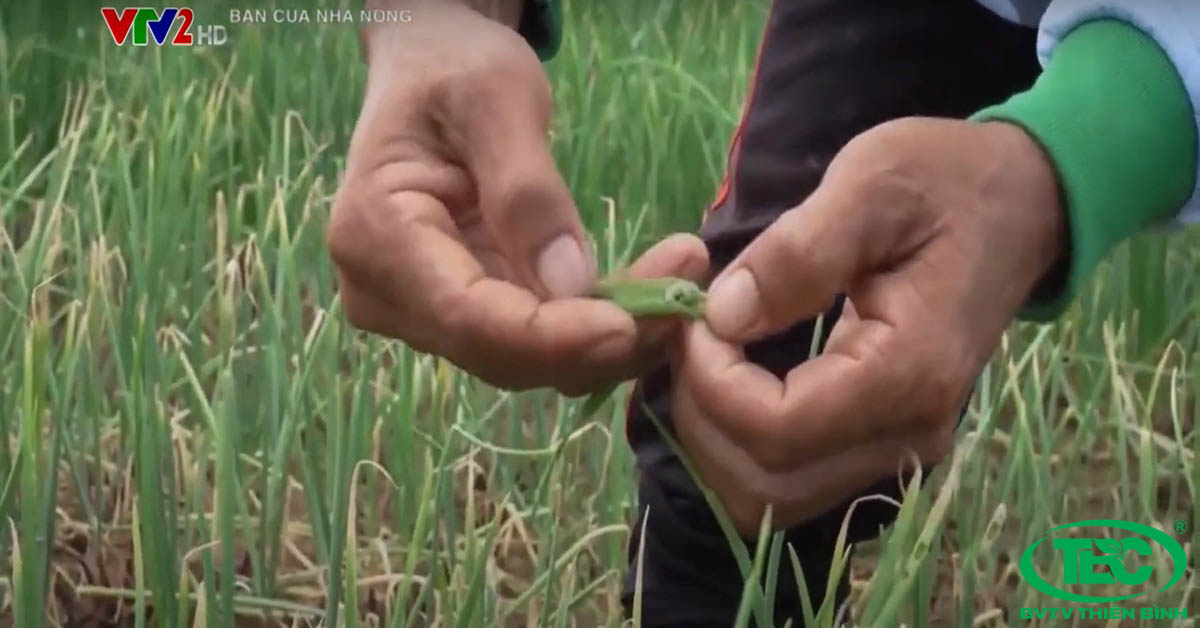 Tác hại của sâu ống hành