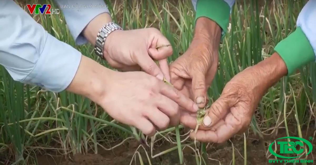 Dấu hiệu nhận biết sâu ống hành