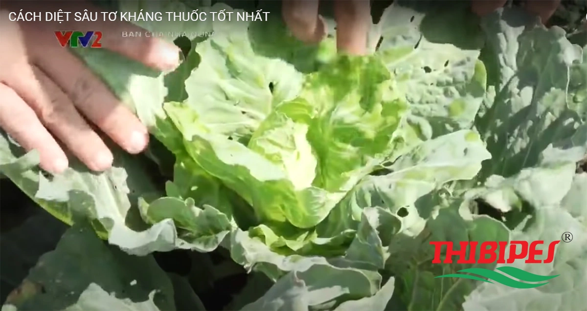 Sâu tơ trên bắp cải