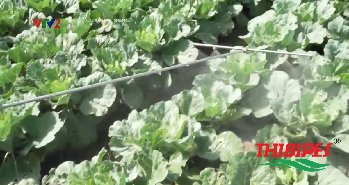 ảnh thực tế sâu tơ tại vườn