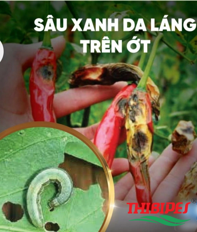 Dấu hiệu sâu xanh da láng