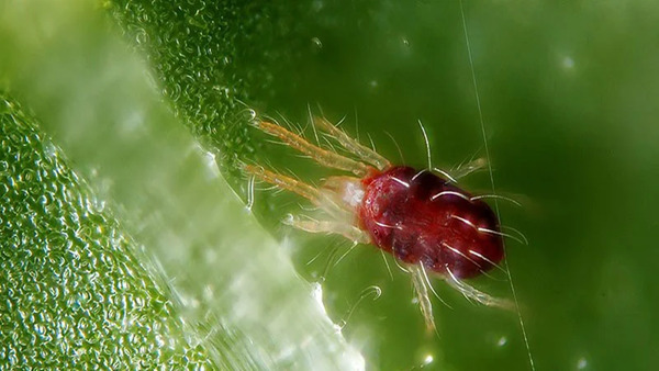 Nhện đỏ trên cây trồng
