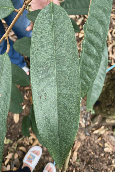 Nhện đỏ gây hại trên lá sầu riêng